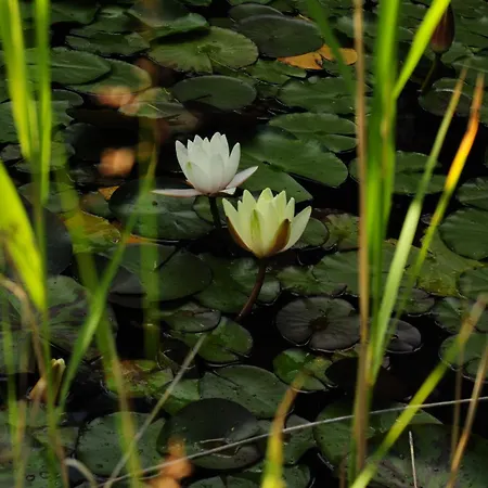 Yezioro Kosewo (Slupca)