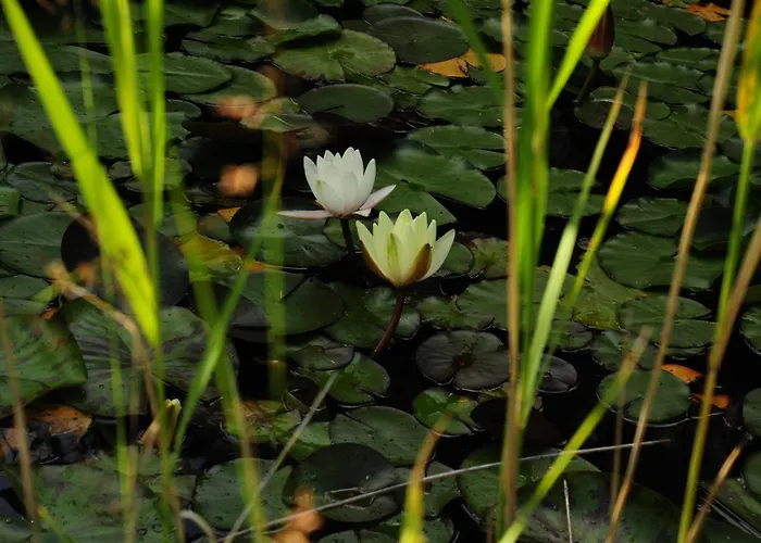 Yezioro Kosewo (Slupca)